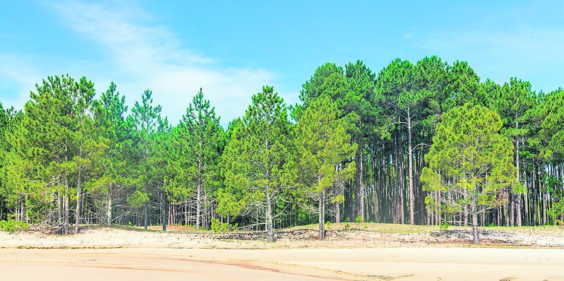 Produção estagnada de madeira de pinus preocupa setor moveleiro
